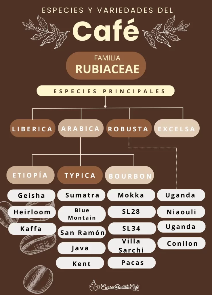 Especies pincipales del café