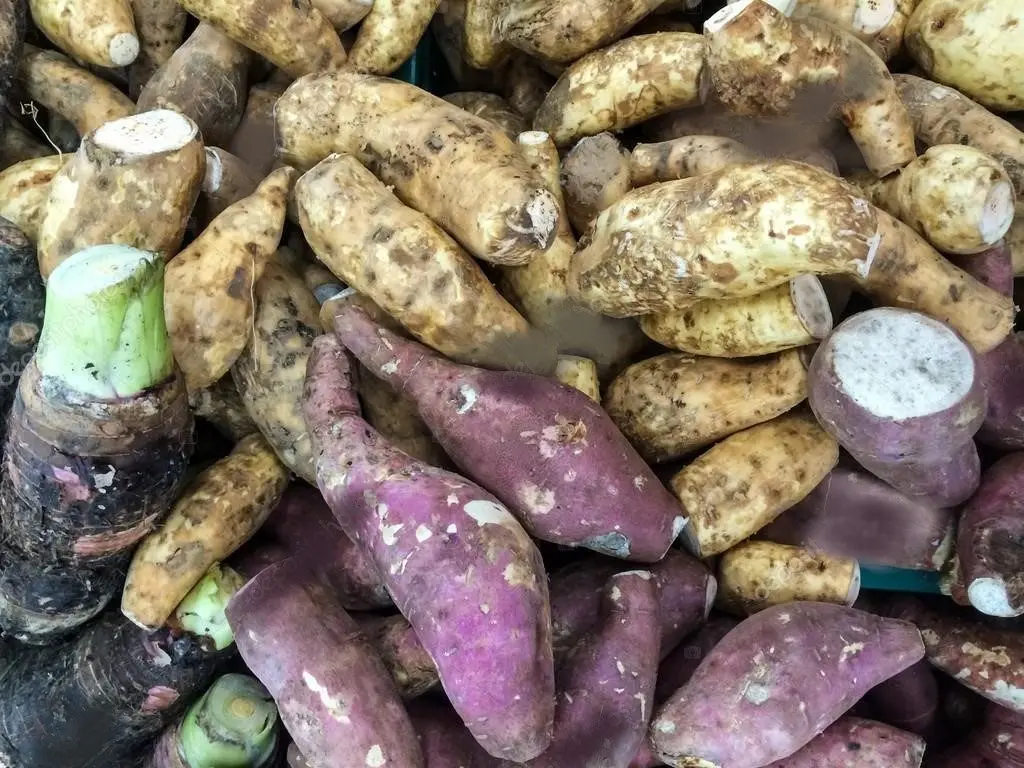 raiz de taro